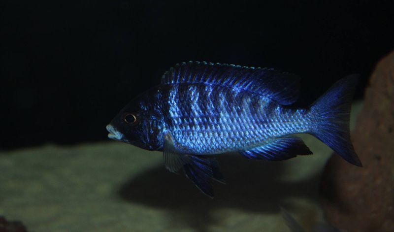 Placidochromis phenochilus 'Mdoka Reef'